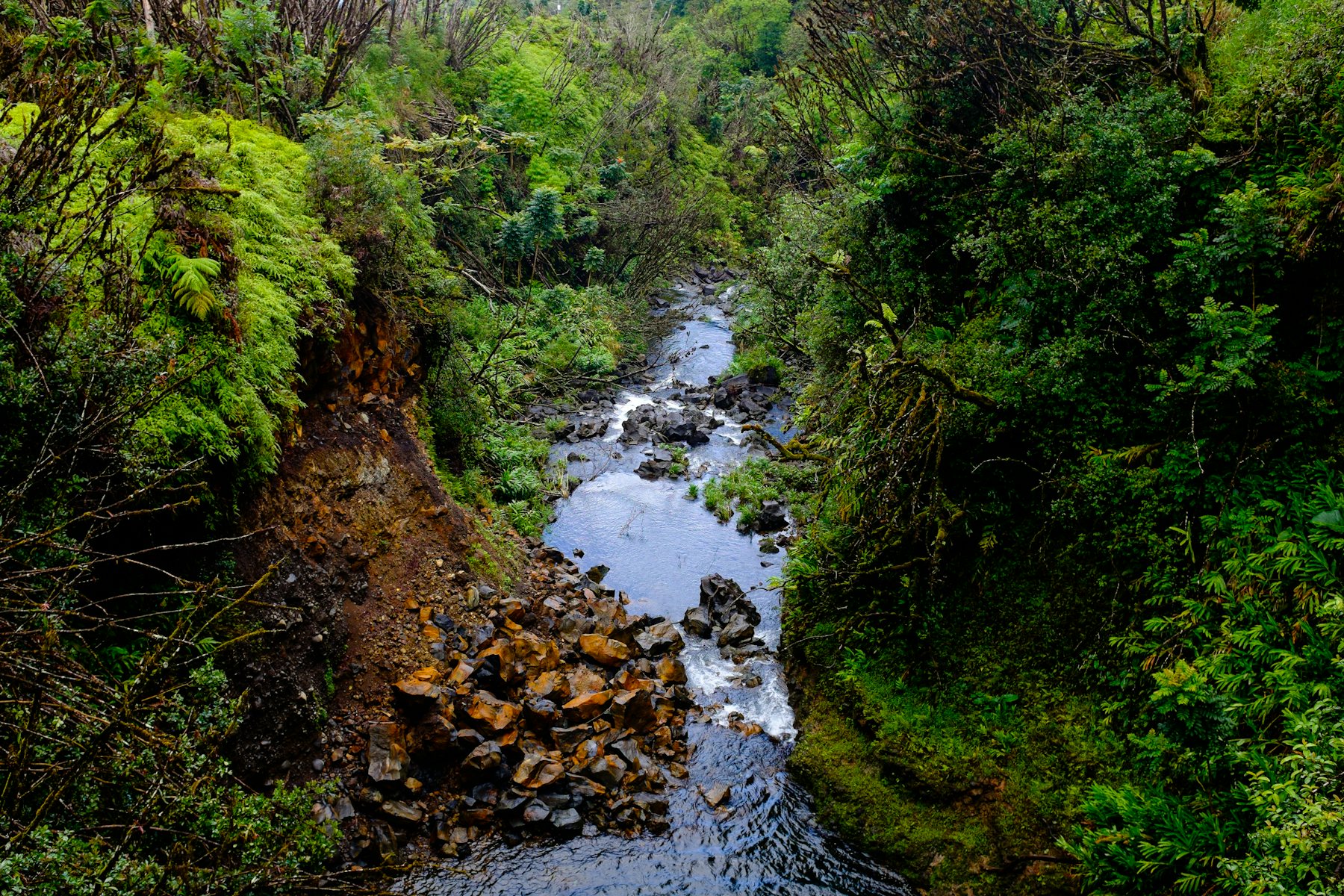 A rocky stream flowing through dense green woodland.