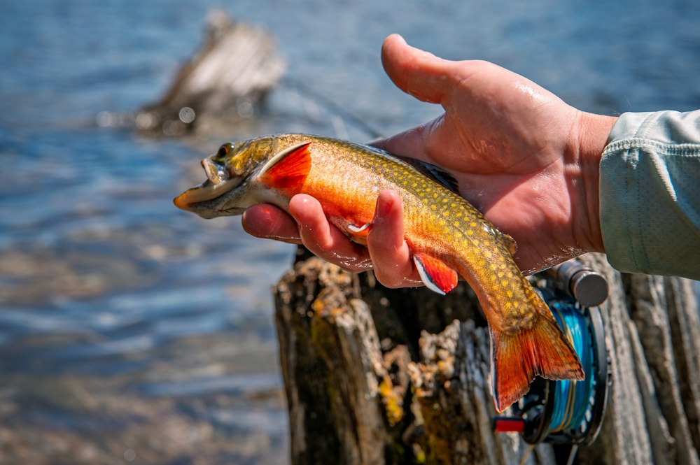 A colorful brook trout held above the water beside a fly reel.
